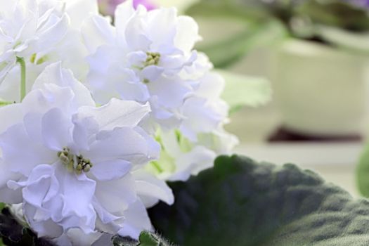 Beautiful Saintpaulia or Uzumbar violet. White indoor flowers close-up. Natural floral background for happy birthday, mother's day, women's day, anniversary, wedding invitation