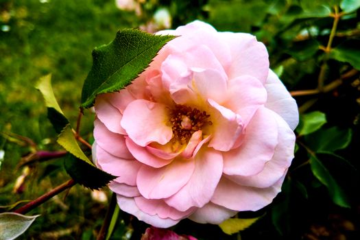 Pink Rose flower bloom on background blurry roses in roses garden