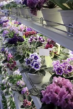 Beautiful flowers of African violet or Saintpaulia of different colors stand in rows on the shelves of a flower shop. Indoor flowers for home and winter garden.
