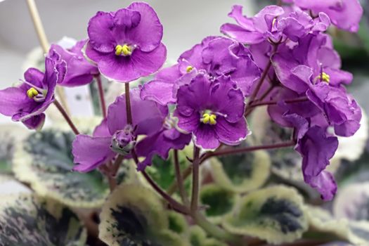 Beautiful Saintpaulia or Uzumbar violet. Purple indoor flowers close-up. Natural floral background for happy birthday, mother's day, women's day, anniversary, wedding invitation