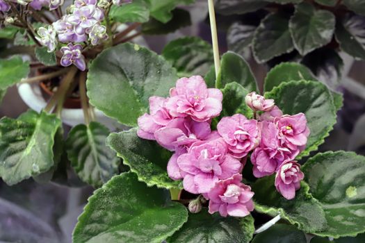 Beautiful Saintpaulia or Uzumbar violet. Pink indoor flowers close-up. Natural floral background for happy birthday, mother's day, women's day, anniversary, wedding invitation