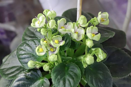 Beautiful Saintpaulia or Uzumbar violet. White indoor flowers close-up. Natural floral background for happy birthday, mother's day, women's day, anniversary, wedding invitation