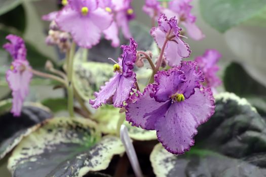 Beautiful Saintpaulia or Uzumbar violet. Pink indoor flowers close-up. Natural floral background for happy birthday, mother's day, women's day, anniversary, wedding invitation