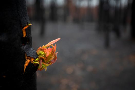 Trees literally break open bursting forth with new growth.  