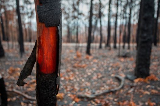 Beautiful untouched wood underneath the charred bark of a recent bush fire.  The tree has began to shed this blackened outer layer