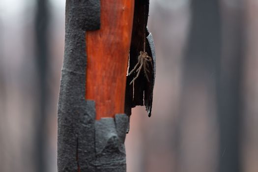 Hairy spider surviver hanging under the shedding burnt bark of a tree after bush fire in Australia. Only a thin layer of outer bark of the tree was burnt black.