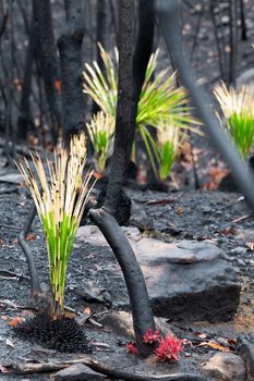 Fireproof grass trees, have a resin that resists the heat blast of the fire and will flower profusely soon after a fire providing  much needed food for animals and insects.  The blackened trees also withstand the fire, and start bursting forth with fresh new growth up and down the tree trunks