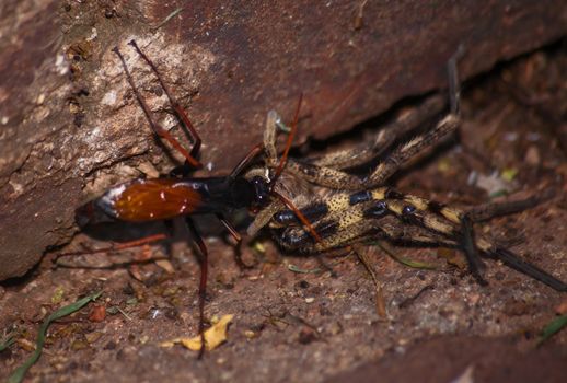 The adult wasps actually eats nectar, the female stings and paralyses the spider and then drags it to her burrow. There she lays a single egg on it. Because the spider is not dead, the meat stays fresh and the larvae eat the spider alive.