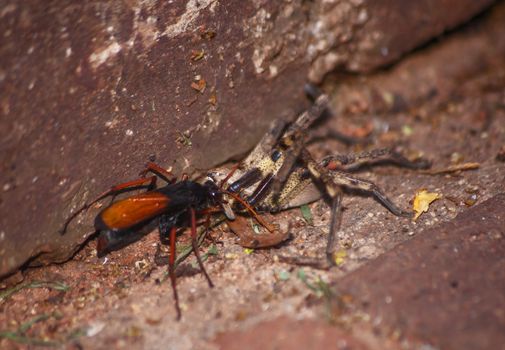 The adult wasps actually eats nectar, the female stings and paralyses the spider and then drags it to her burrow. There she lays a single egg on it. Because the spider is not dead, the meat stays fresh and the larvae eat the spider alive.