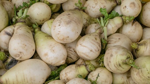 The close up of Fresh Taiwan White Radish Daikon at street market in Taipei, Taiwan.