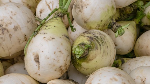 The close up of Fresh Taiwan White Radish Daikon at street market in Taipei, Taiwan.