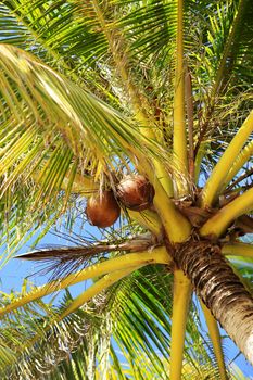 Tree of a coco the bottom view