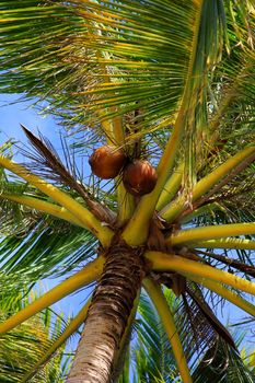 Tree of a coco the bottom view