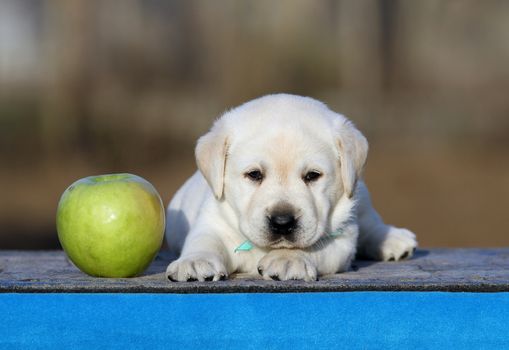 the little labrador puppy on a blue background