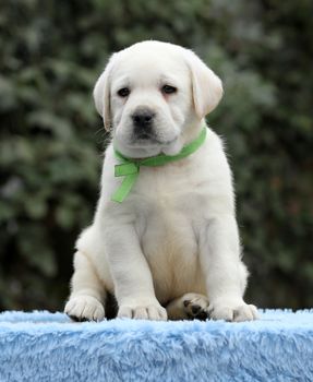 little labrador puppy on a blue background