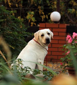 the yellow labrador sitting in the park