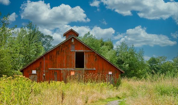 An old red barn in a field of weeds