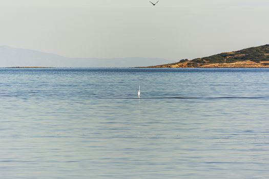 Heron at the famous wetland at Vravrona with rare birds, Attica, Mesogeia, Greece. Egretta alba.