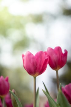 Beautiful bouquet of tulips. colorful tulips. nature background