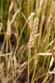 Ear of the wheat on field. Natural composition