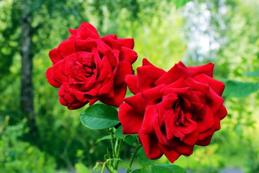 Red Roses on a bush in a garden. Nature