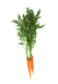 carrot bunch with green leaves  isolated on white