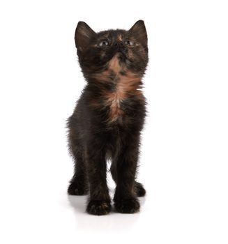 kitten sitting isolated on a white background