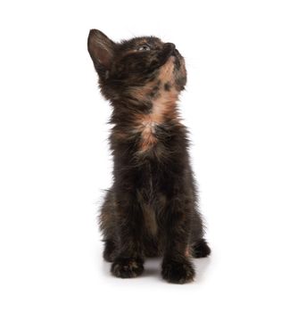 kitten sitting isolated on a white background