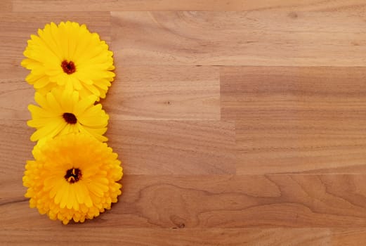 Three yellow calendula flowers on left edge of block wood background with copy space