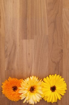 Three orange, cream and yellow calendula flowers on a walnut wood background with copy space