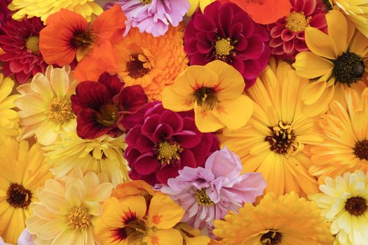 Floral background of garden flowers in shades of yellow and red - calendulas, dahlias, rudbeckia, cosmos and nasturtiums