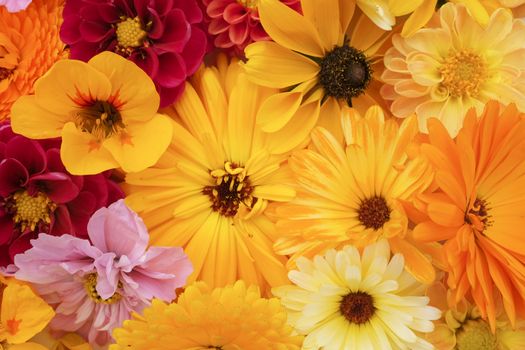 Flower arrangement of yellow calendula, rudbeckia, nasturtium, pink dahlias and cosmos as a floral background
