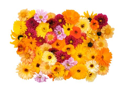 Collection of mixed garden flowers - dahlias, cosmos, rudbeckia, calendula, nasturtiums - on white background