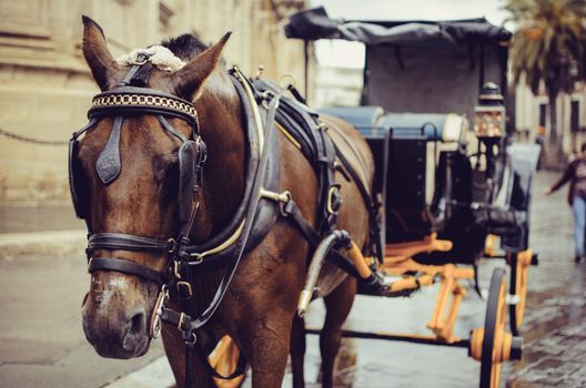 Brown horse is pulling a carriage near Sevillas, cathedral, in Spain