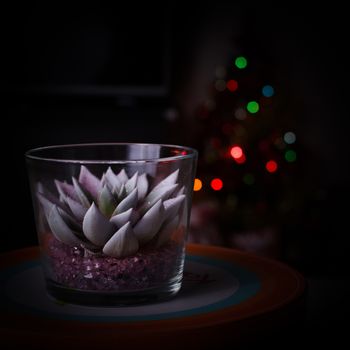 Christmas scene where a cactus into a glass appears in front of the blurred lights of the Crhistmas tree