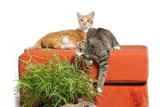 Kittens eating bamboo leaves on scratched orange fabric sofa white background