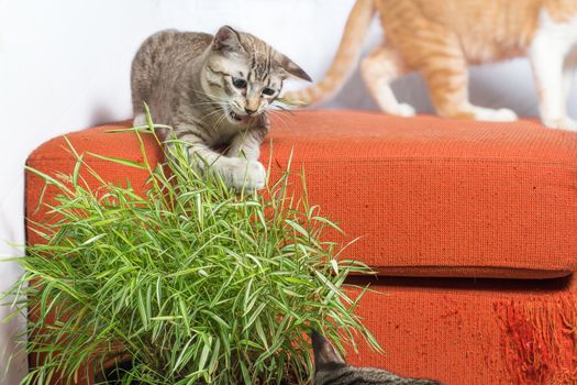 Kittens eating bamboo leaves on scratched orange fabric sofa white background