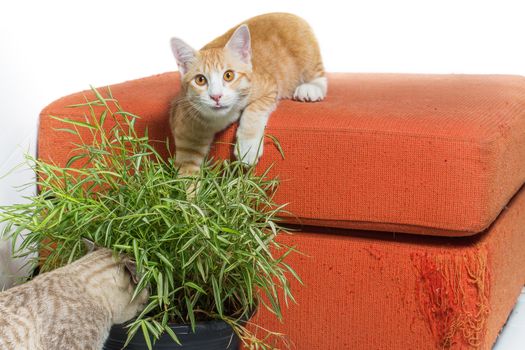 Kittens eating bamboo leaves on scratched orange fabric sofa white background