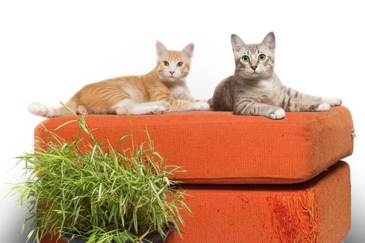 Kittens sitting on scratched orange fabric sofa white background