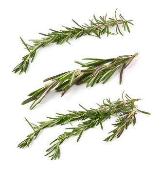 fresh rosemary sprig isolated on white background