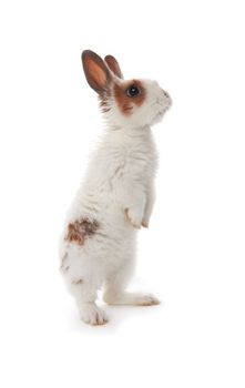 Little rabbit isolated on a white background