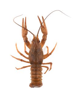 Raw crayfish isolated on a white background