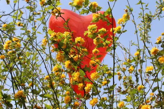 The picture shows a red heart balloon in the kerria