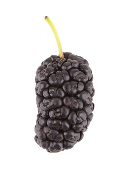 Black mulberry isolated on a white background