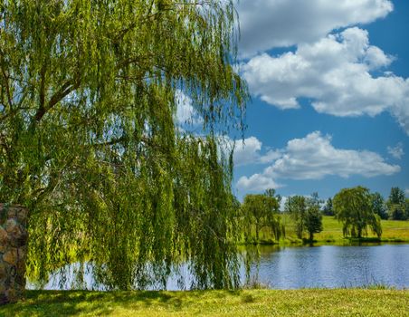 A weeping willow tree on the shore of a placid lake