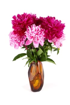 Pink peonies in a vase  isolated on a white background