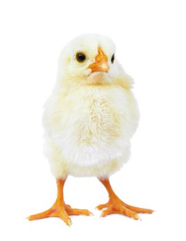 Little newborn baby chicken isolated on white