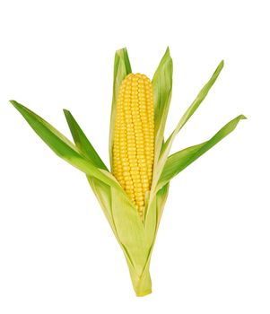 Fresh corn isolated on a white background 