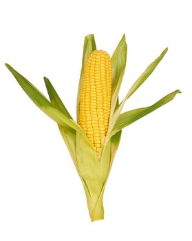 Fresh corn isolated on a white background 