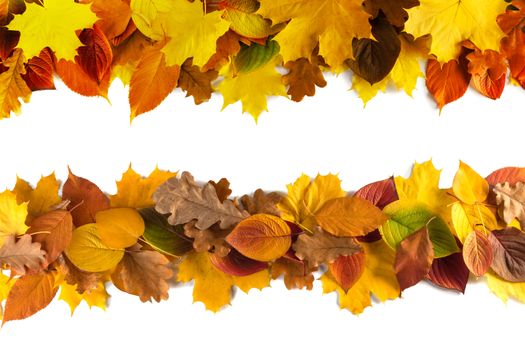 autumn leaves border frame isolated on white background